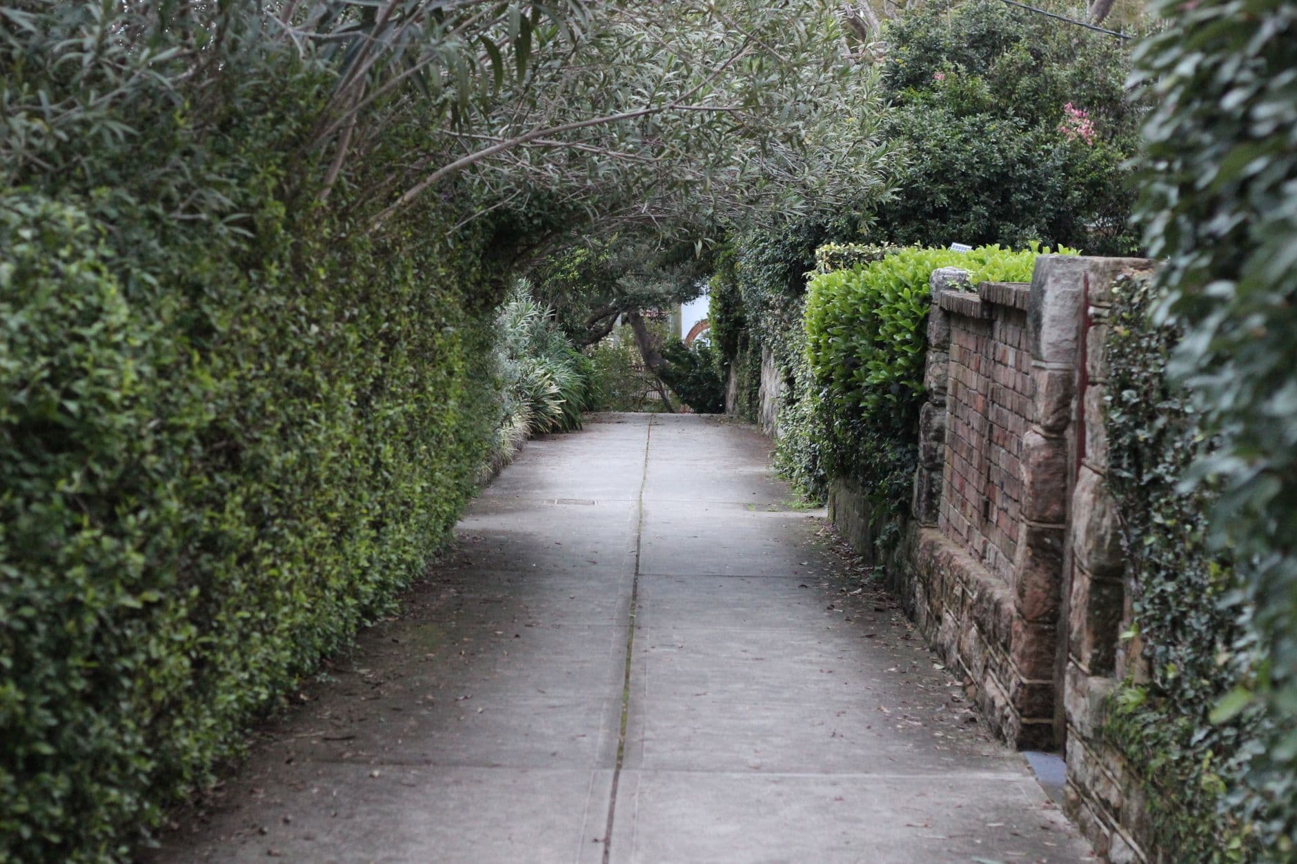Leafy tree-lined sidewalk in Mosman, on Sydney's lower North Shore